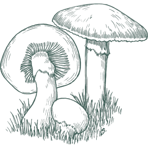 Mushroom